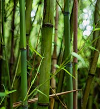 Bamboo and Ferns