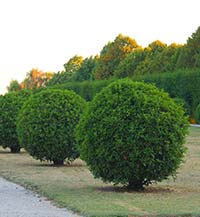 Topiary