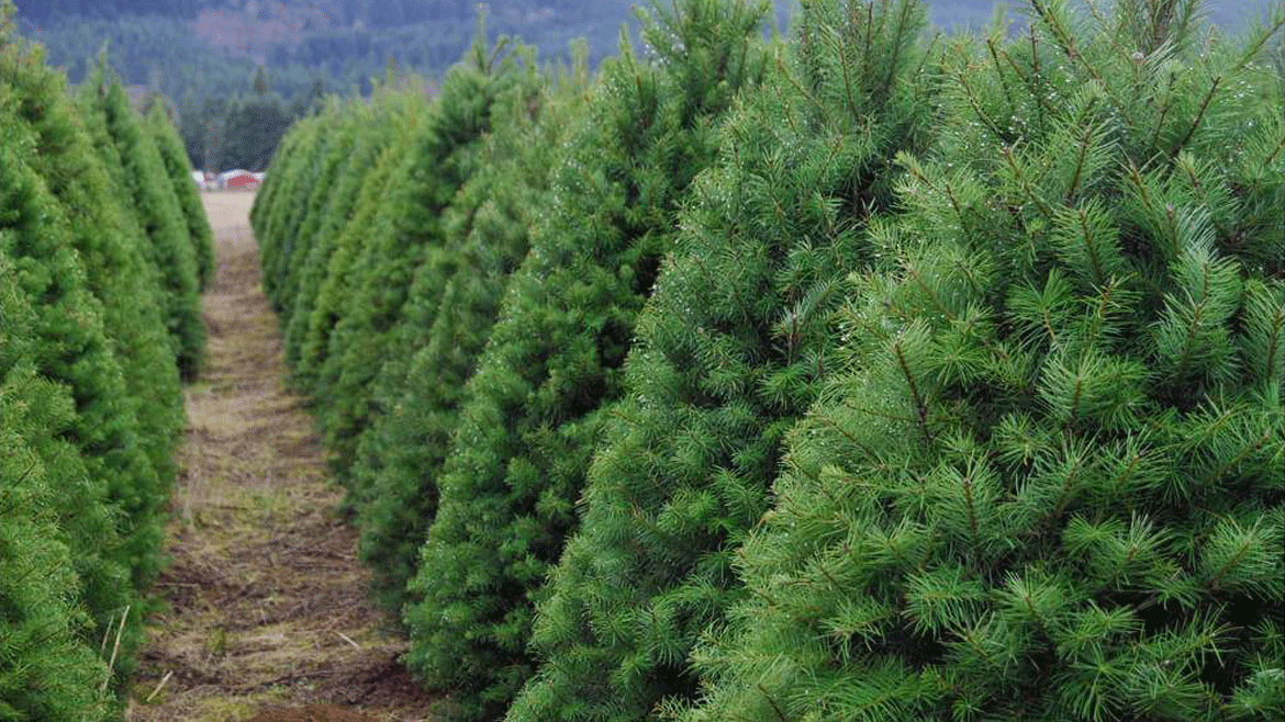 Christmas Trees are traditionally Evergreen’s