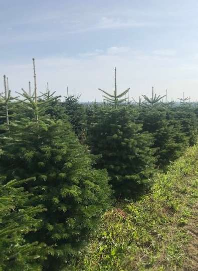 Christmas Trees Available Now……