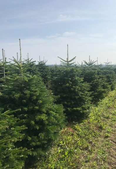 Christmas Trees Available Now……