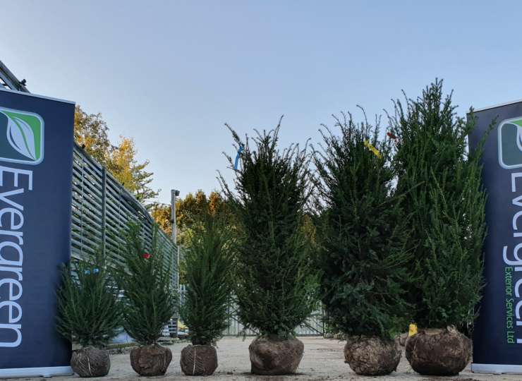 Taxus Baccata!